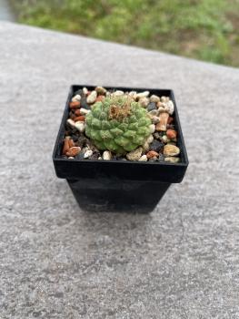 Strombocactus disciformis